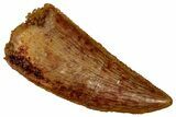 Serrated Raptor Tooth - Real Dinosaur Tooth #353371-1
